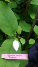 Magnolia Sieboldii 'Colossus'