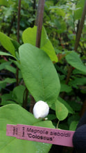 Magnolia Sieboldii 'Colossus'