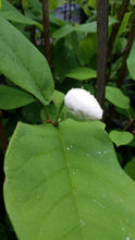Magnolia Sieboldii 'Colossus'