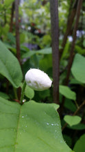 Magnolia Sieboldii 'Colossus'