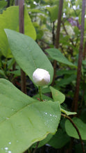 Magnolia Sieboldii 'Colossus'