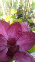 Magnolia 'Genie'