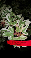 Acer campestre 'Carnival' Japanese Maples