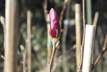 Magnolia 'Ann'