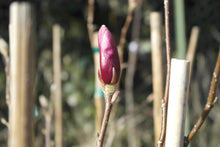 Magnolia 'Ann'