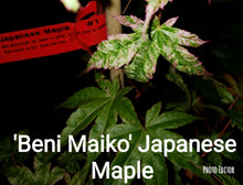 ‘Beni Maiko’ Japanese Maples- GREEN, BROAD LEAF