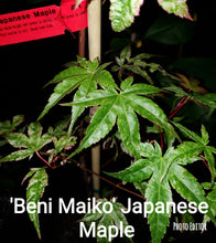 ‘Beni Maiko’ Japanese Maples- GREEN, BROAD LEAF