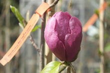 Magnolia 'Black Tulip'