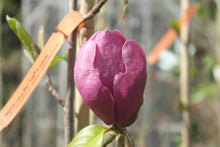 Magnolia 'Black Tulip'