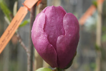 Magnolia 'Black Tulip'