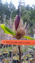 Magnolia 'Black Tulip'