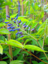 Wisteria 'Blue Moon'  macrocarpa/macrostachya in  Other Unusual Trees and Other Varieties