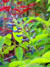 Wisteria 'Blue Moon'  macrocarpa/macrostachya in  Other Unusual Trees and Other Varieties