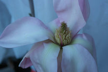 Magnolia 'Blushing Belle'