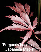 ‘Burgundy Lace Leaf’-RED Japanese Maples