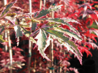 Acer Palmatum 'Butterfly' Japanese Maples