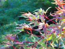 Acer Palmatum 'Butterfly' Japanese Maples