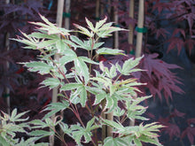 Acer Palmatum 'Butterfly' Japanese Maples
