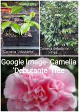 Camelia Japonica 'Debutante'