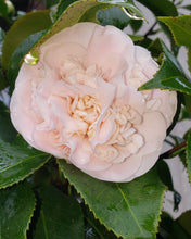 Camelia Japonica 'Debutante'