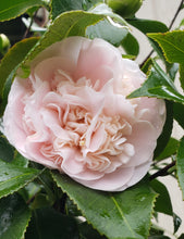 Camelia Japonica 'Debutante'