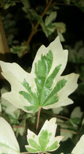 Acer campestre 'Carnival' Japanese Maples