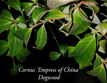 Cornus 'Empress of China'