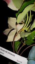 Chinese Dogwood