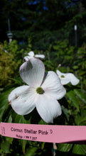Cornus 'Stellar Pink' Dogwood