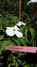 Cornus 'Stellar Pink' Dogwood