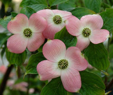 Cornus 'Stellar Pink' Dogwood