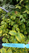 Cornus 'Summer Gold' Dogwood