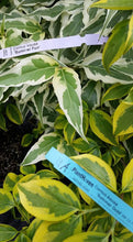 Cornus 'Summer Gold' Dogwood