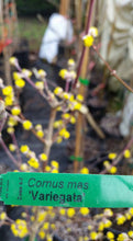 Cornus mass 'variegata' Dogwood