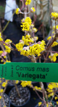 Cornus mass 'variegata' Dogwood