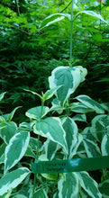 Cornus mass 'variegata' Dogwood