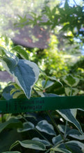Cornus mass 'variegata' Dogwood