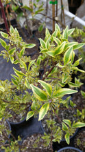 Cornus mass 'variegata' Dogwood