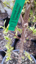 Cornus mass 'variegata' Dogwood