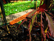Acer Palmatum 'Crimson Prince' Japanese Maples