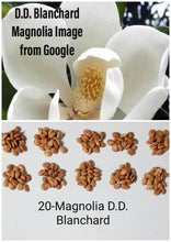 Magnolia 'D.D. Blanchard' 20 Seeds