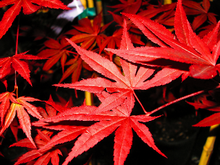 Acer Palmatum 'Dragon Tears' Japanese Maples