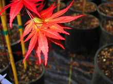 Acer Palmatum 'Dragon Tears' Japanese Maples