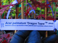 Acer Palmatum 'Dragon Tears' Japanese Maples