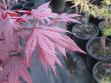 Acer Palmatum 'Emperor I' Japanese Maples