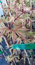 Acer Palmatum 'Uki Gumo' Floating Cloud Japanese Maples