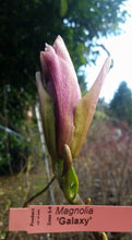 Magnolia 'Galaxy'