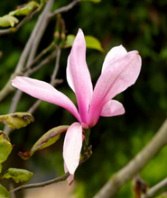 Magnolia 'Galaxy'