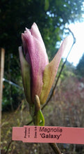 Magnolia 'Galaxy'