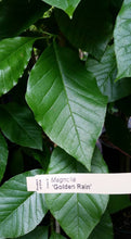 Magnolia 'Golden Rain'
